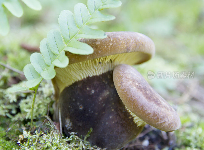 木耳(Paxillus atrotomentosus)